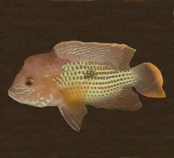 Ciklide