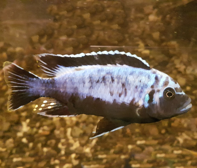 Metriaclima